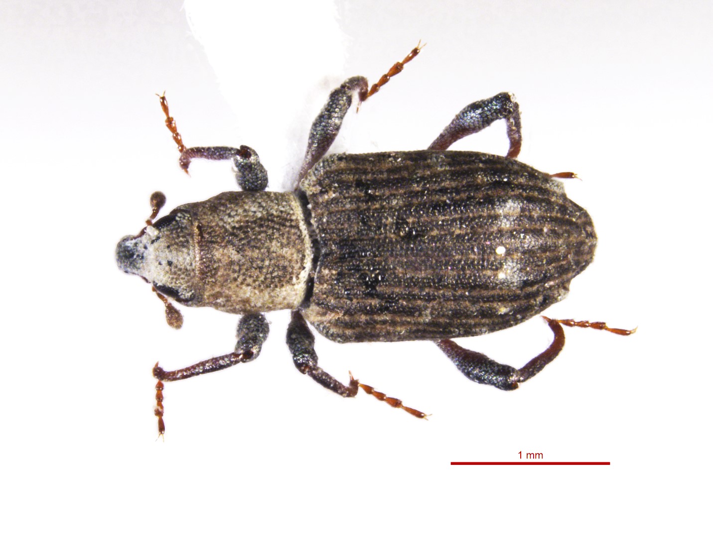 Hydrilla stem weeviljpg